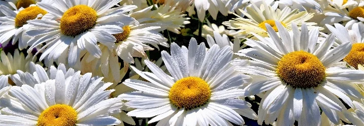 weiße Margeritenblüten